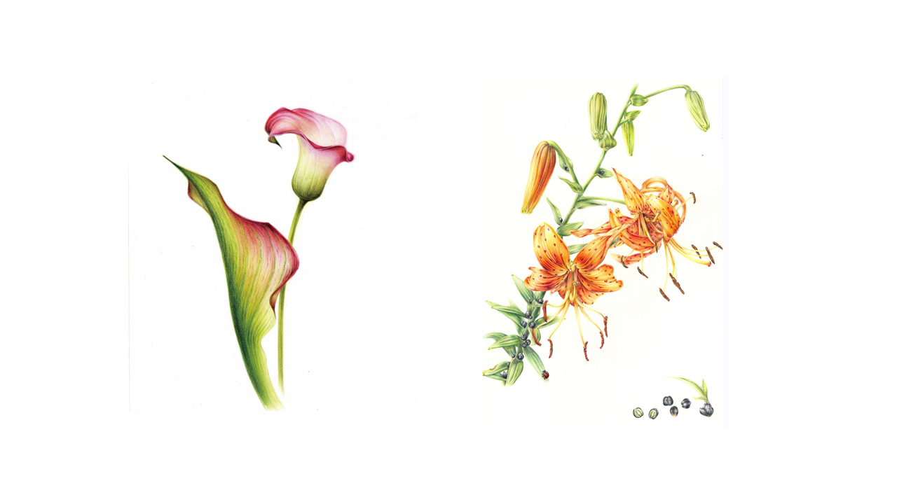 [여름정규 10주] 보테니컬 미술(수) (성인반)