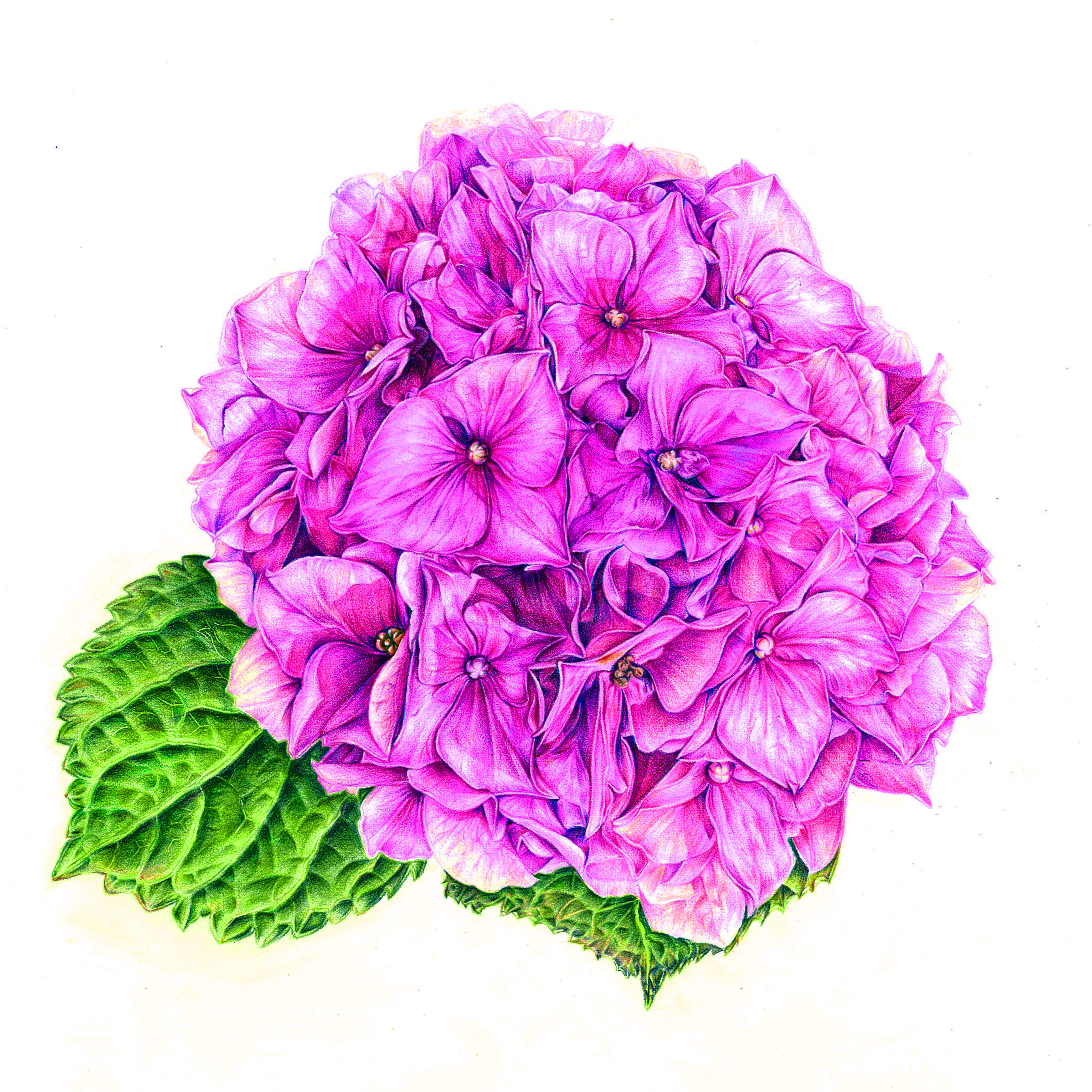 [봄정규 10주] 보태니컬 미술(수) (성인반)